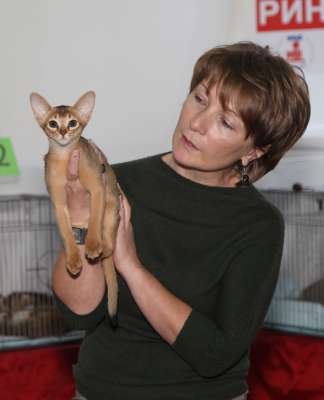 Выставка кошек 'Осенний Кэт-Салон' 30 ноября-1 декабря 2013., WCF-ринги 2946